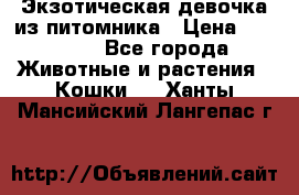 Экзотическая девочка из питомника › Цена ­ 25 000 - Все города Животные и растения » Кошки   . Ханты-Мансийский,Лангепас г.